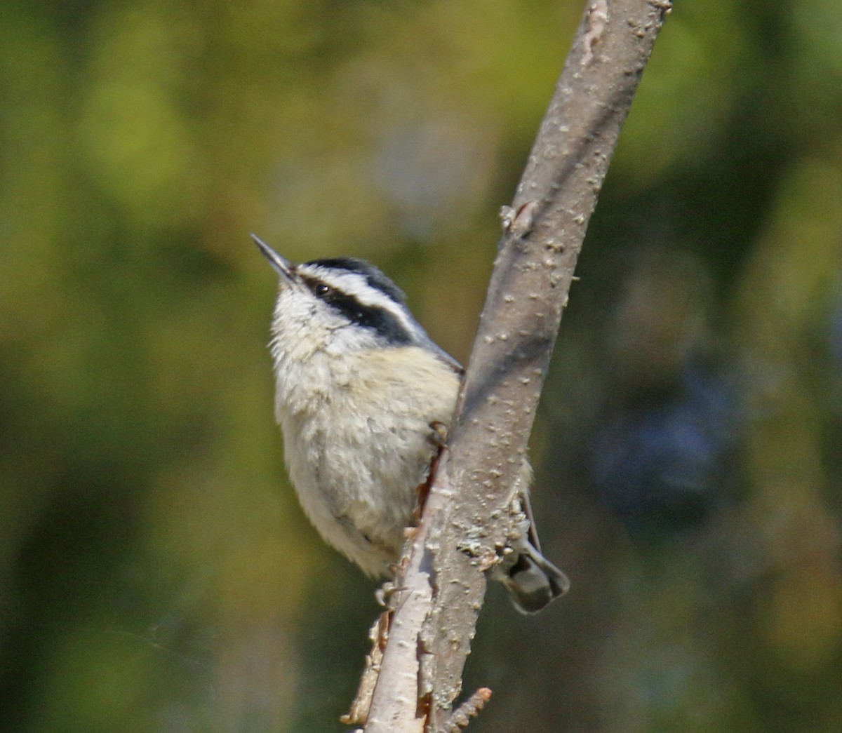 Red-breasted Nuthatch - ML29373191