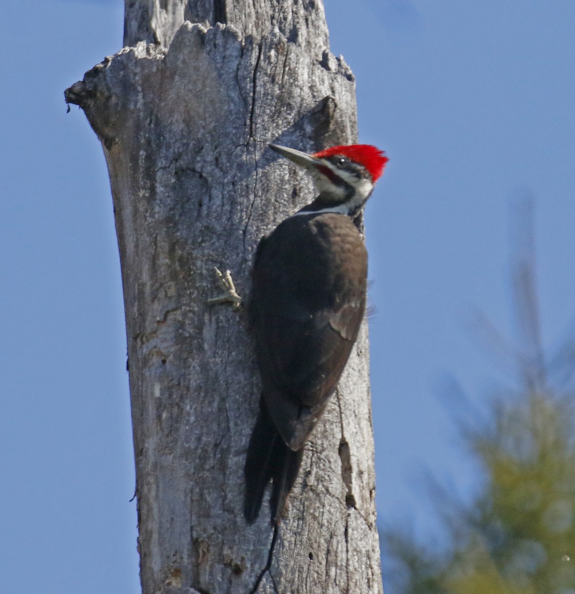 Pileated Woodpecker - ML29373301