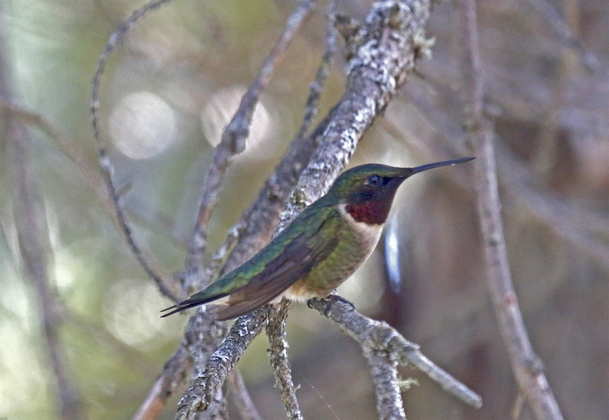Ruby-throated Hummingbird - Wendy Hogan