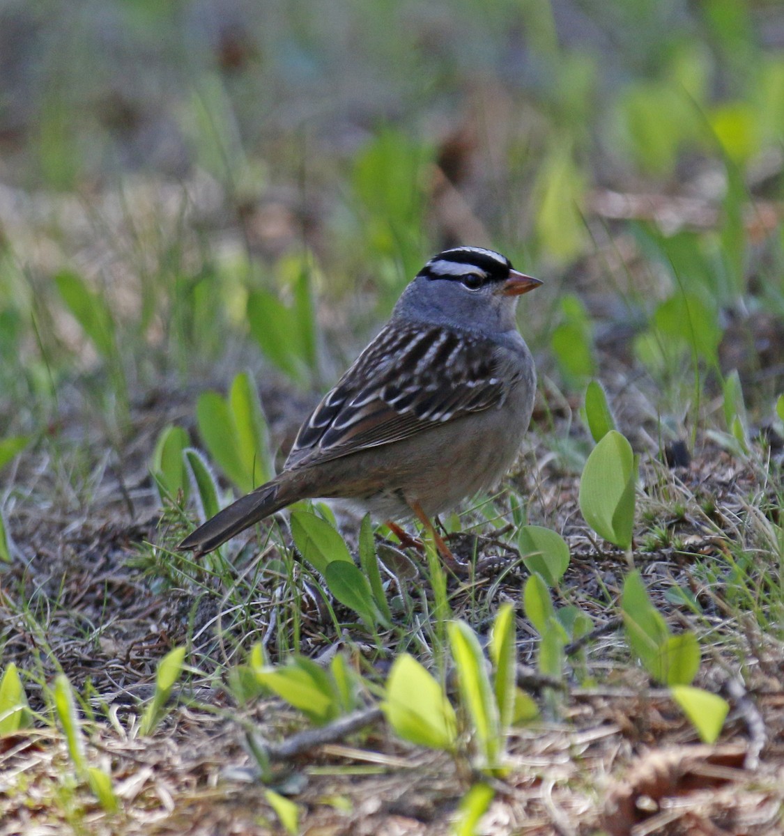 White-crowned Sparrow - ML29373381