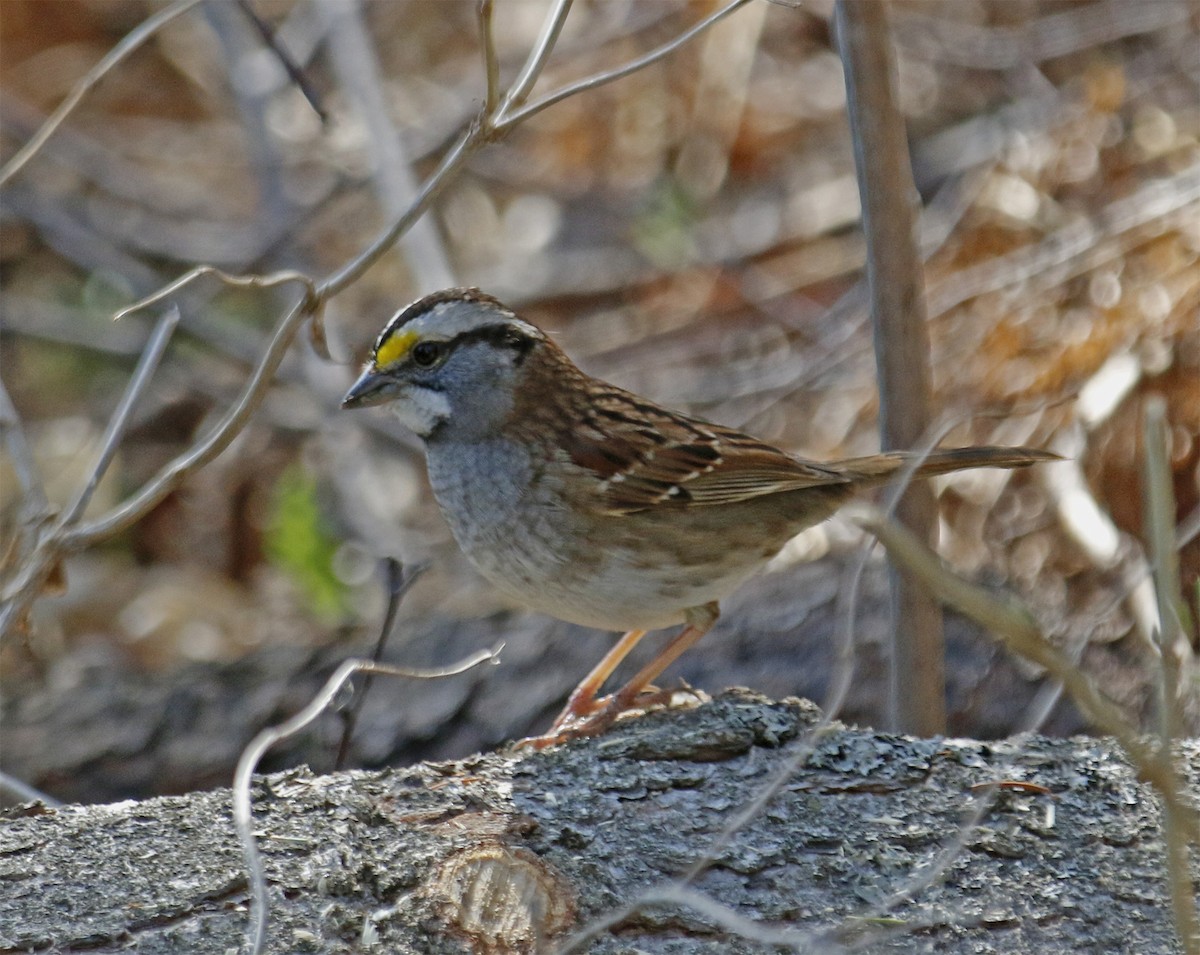 White-throated Sparrow - Wendy Hogan