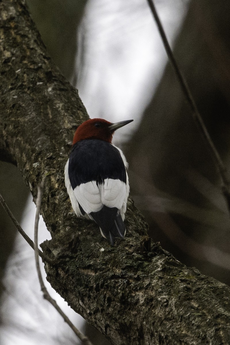Red-headed Woodpecker - ML293738621