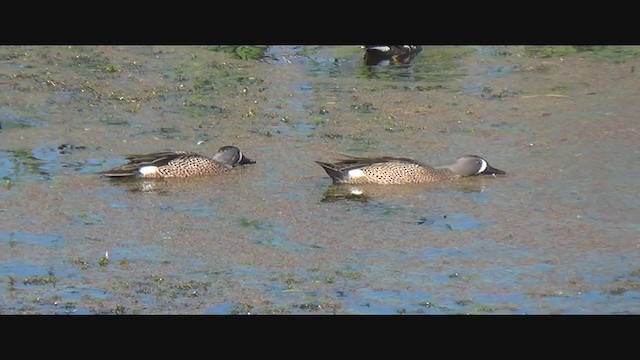 Blue-winged Teal - ML293738681