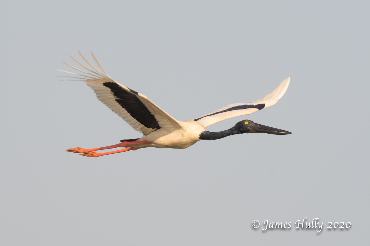 Black-necked Stork - ML293740891