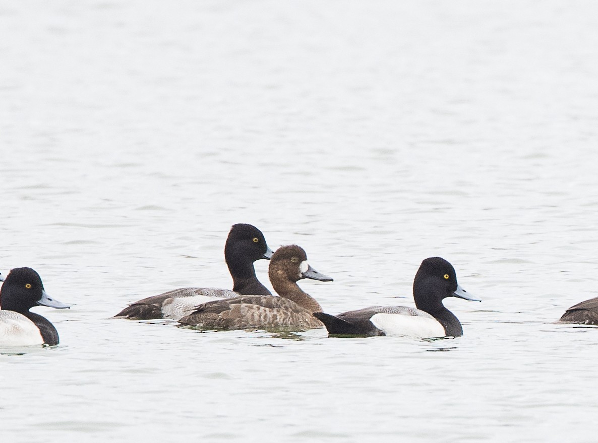 Greater Scaup - Lynette Spence