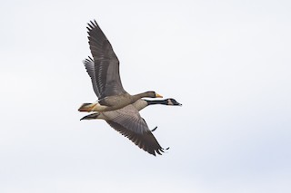 Greater White-fronted Goose (Greenland), ML293750791