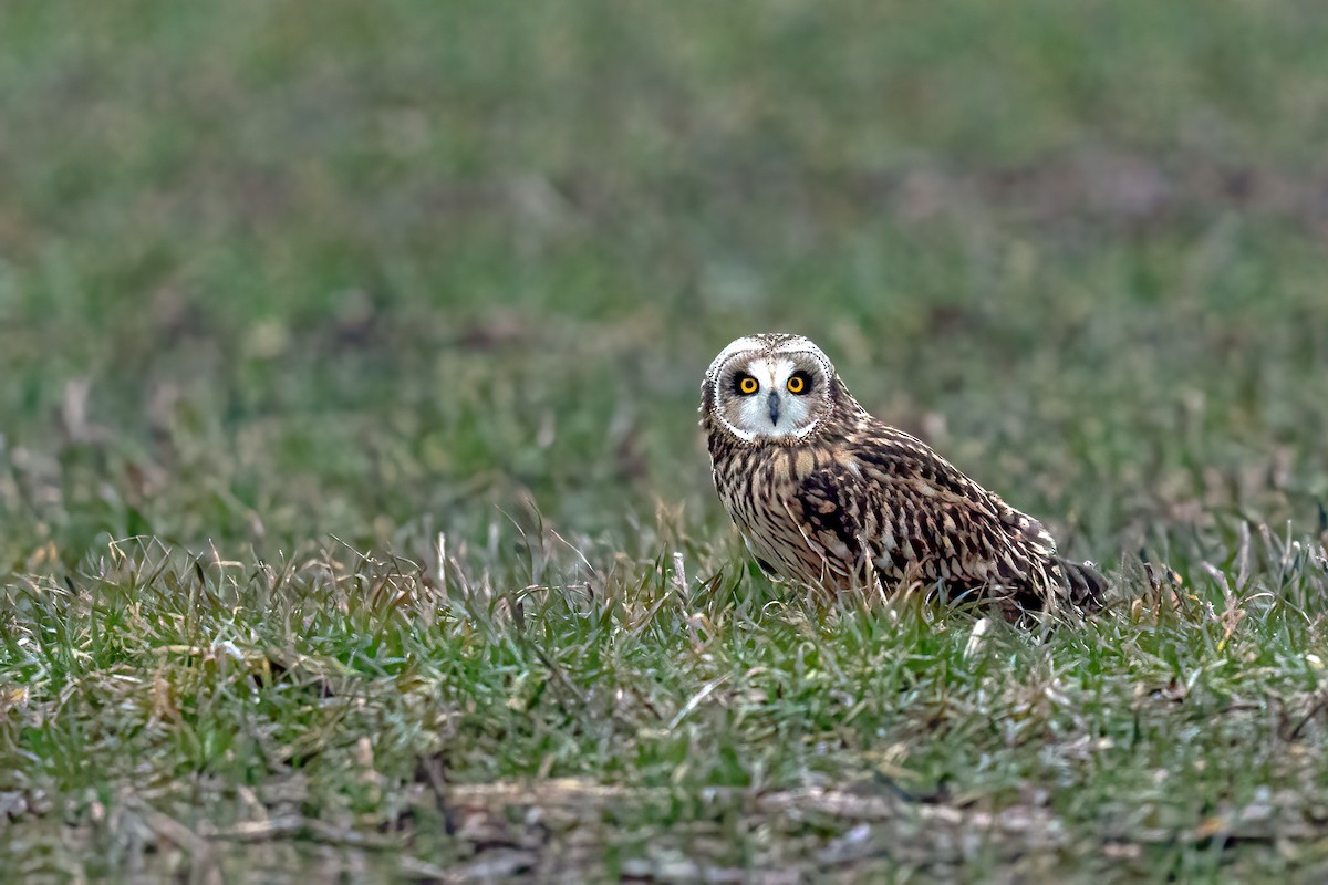 Short-eared Owl - ML293751991
