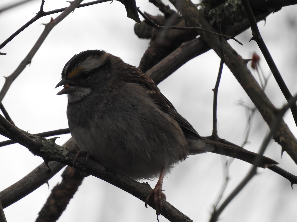 White-throated Sparrow - ML293758061
