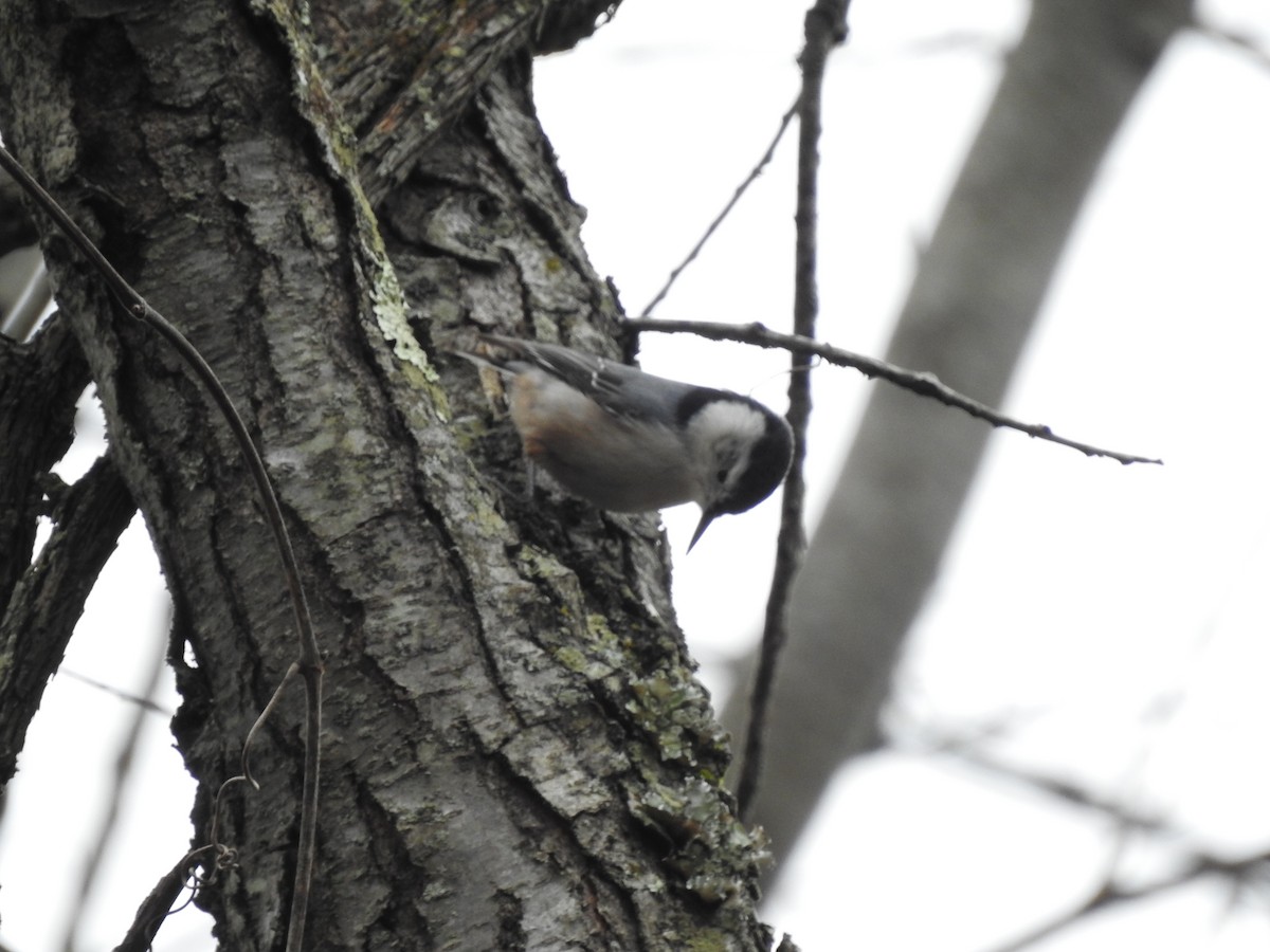 White-breasted Nuthatch - ML293758381