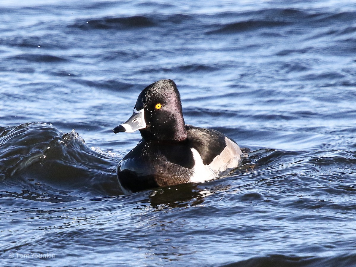 Ring-necked Duck - Tom Younkin