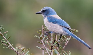  - Florida Scrub-Jay