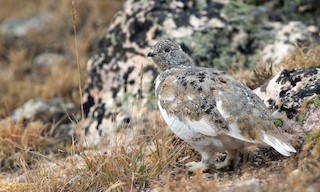  - White-tailed Ptarmigan