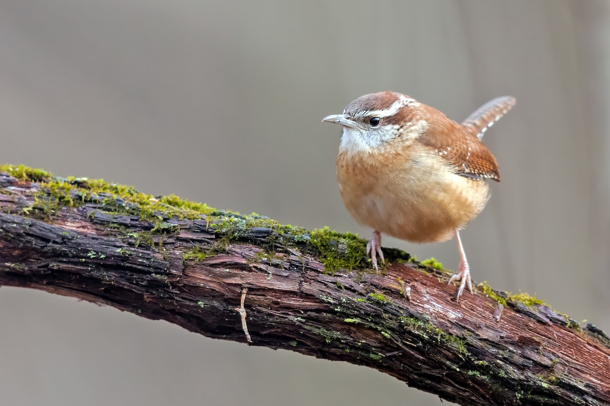 How to ID Carolina Wren, Northern House Wren, and Bewick's Wren