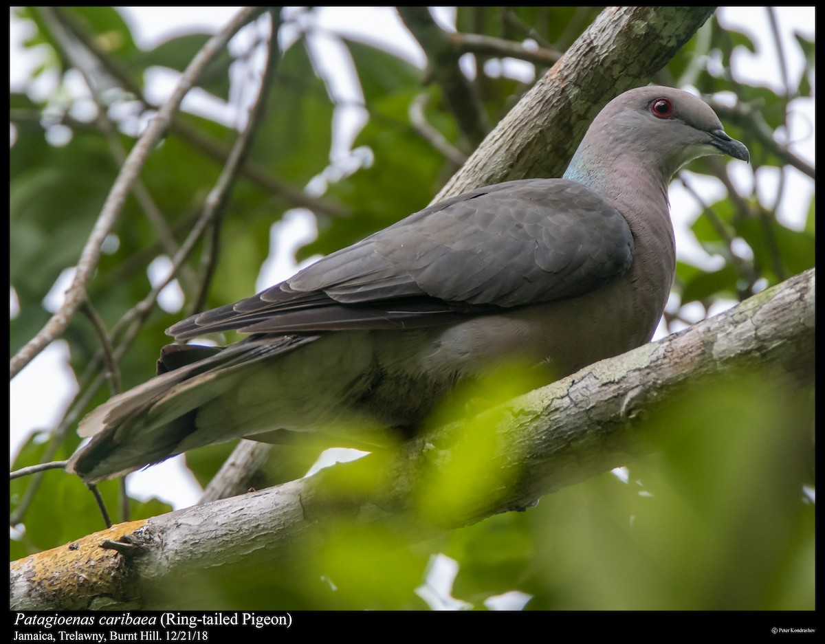 Ring-tailed Pigeon - ML293765901