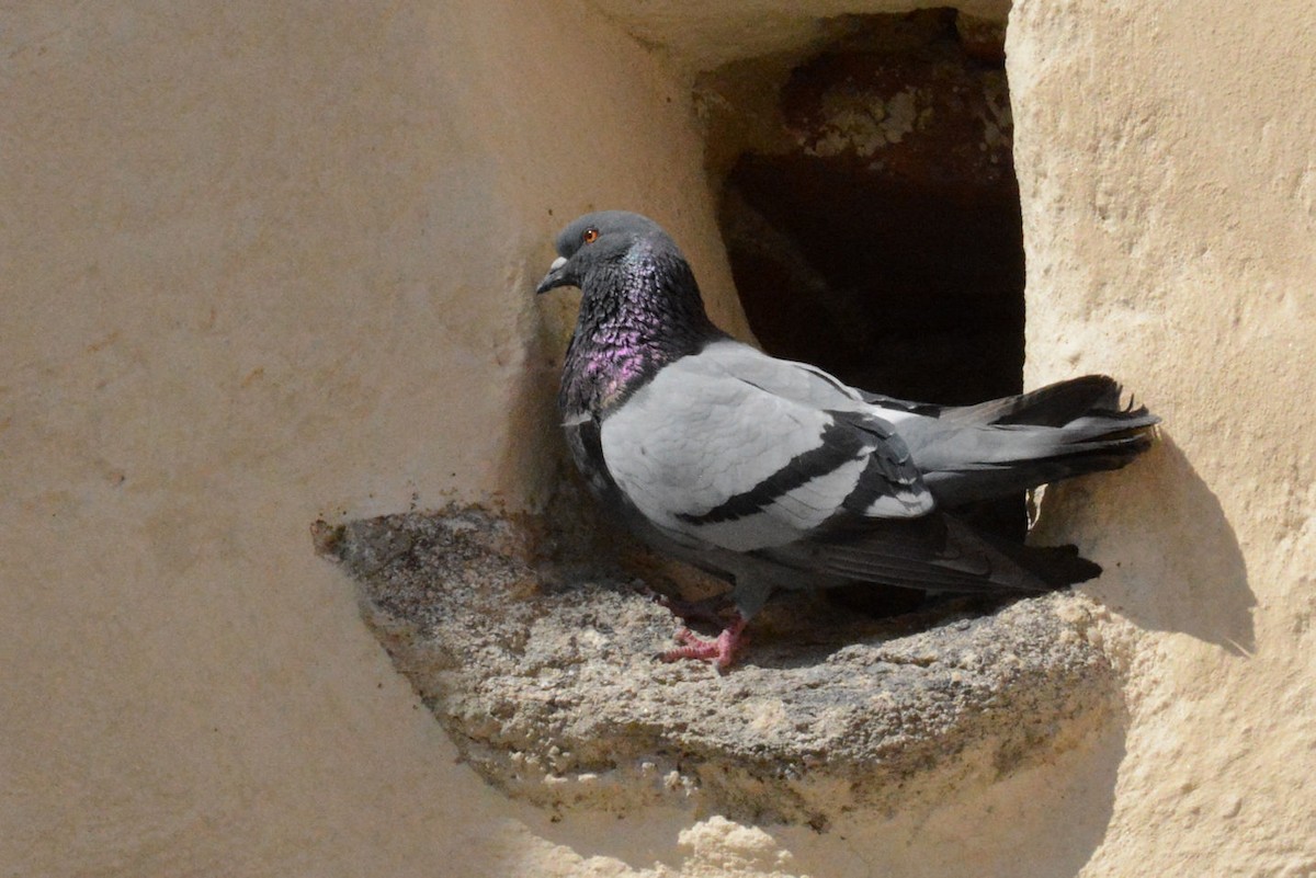 Rock Pigeon (Feral Pigeon) - ML29376631