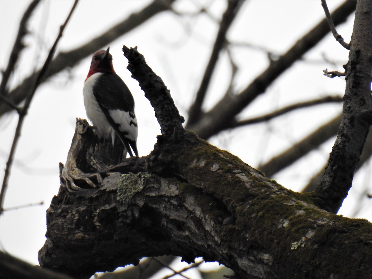 Red-headed Woodpecker - ML293773581