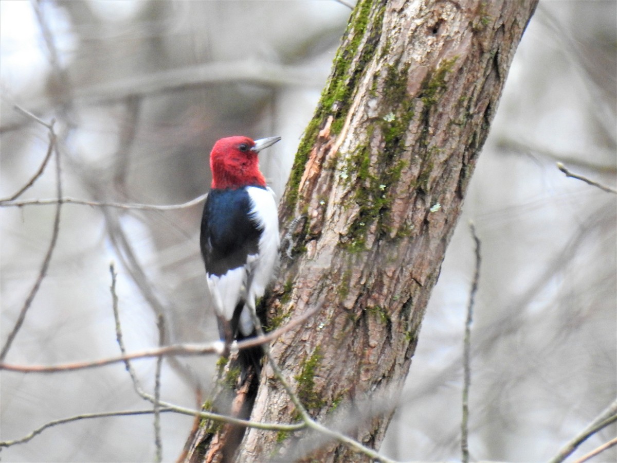 Red-headed Woodpecker - ML293773861