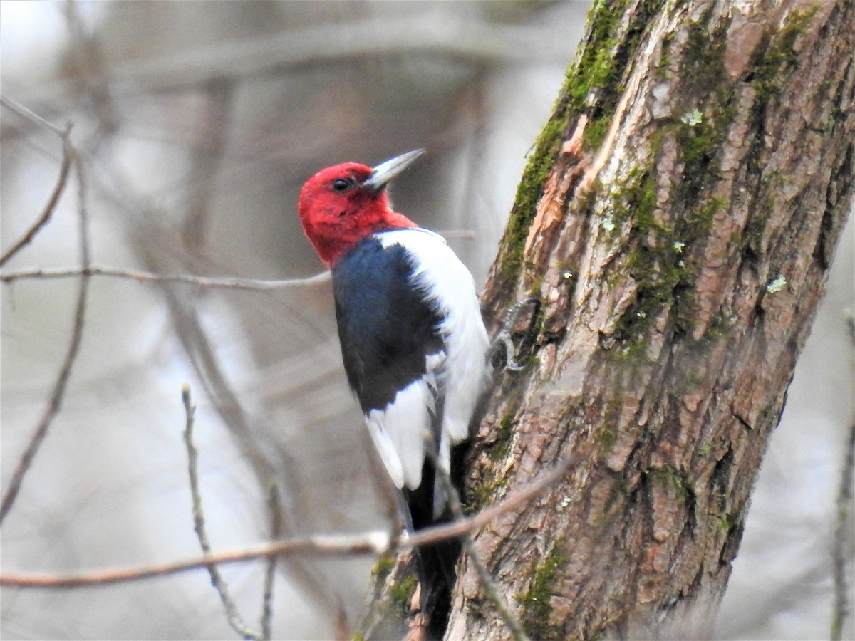 Red-headed Woodpecker - ML293774171