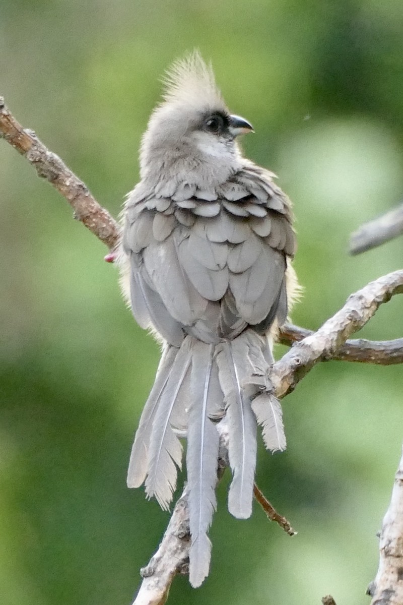 Speckled Mousebird - ML293779131