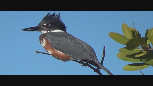 Belted Kingfisher - ML293779421
