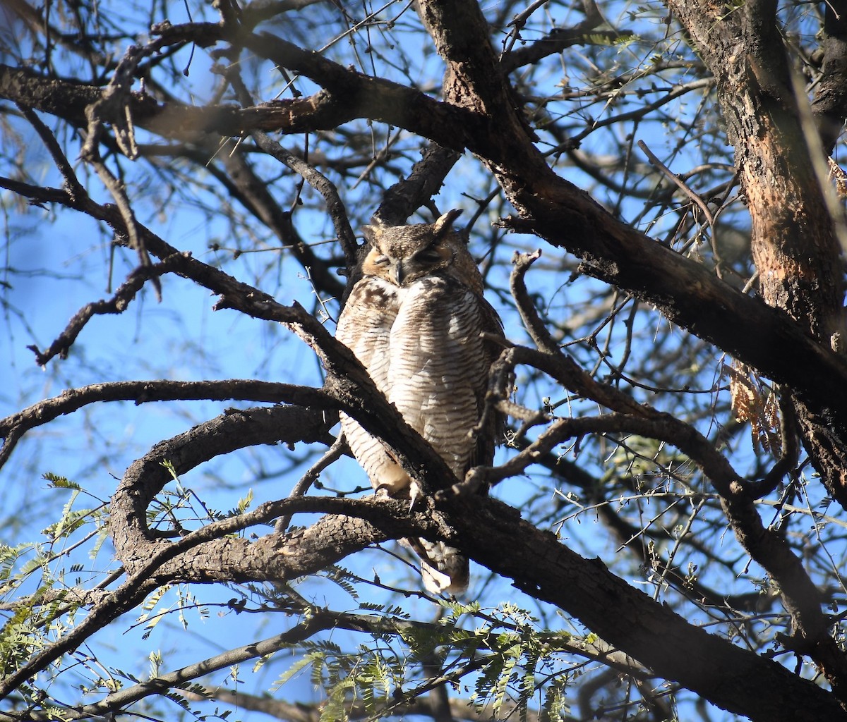 Great Horned Owl - ML293780941