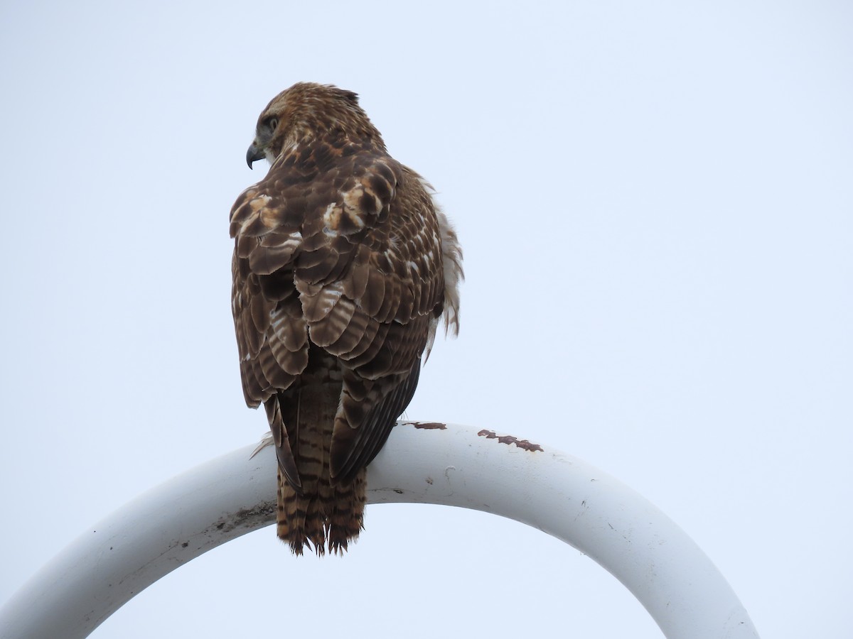 Red-tailed Hawk - ML293781431