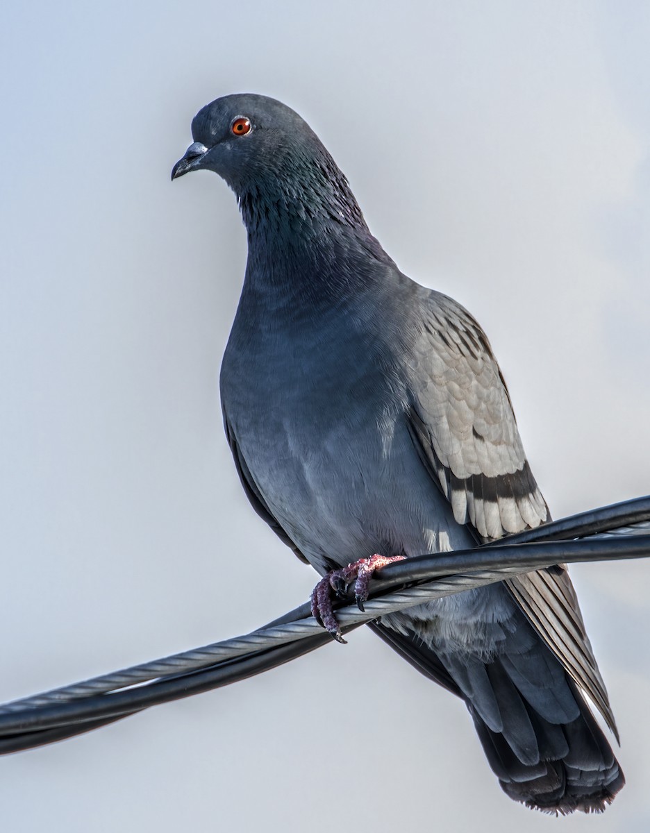 Rock Pigeon (Feral Pigeon) - Michel Laquerre