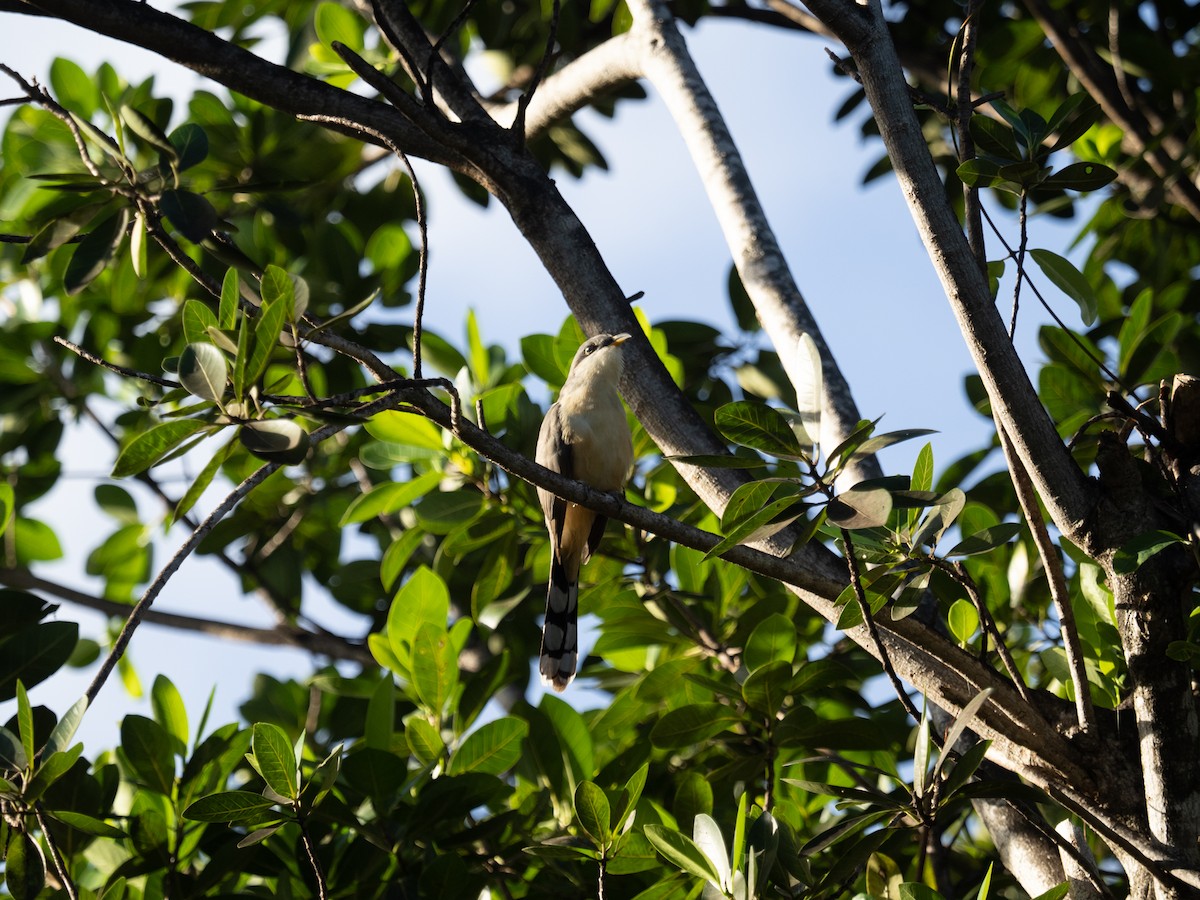 Mangrove Cuckoo - ML293789281
