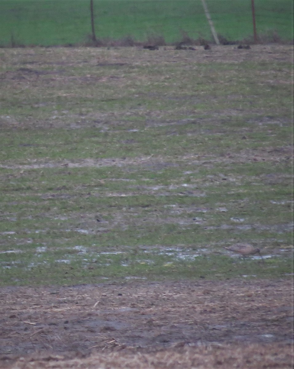 Long-billed Curlew - ML293791351