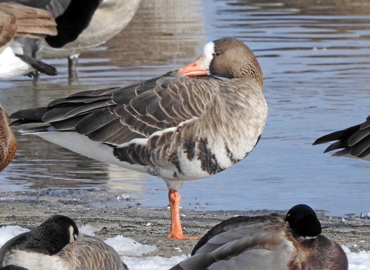 Greater White-fronted Goose - Michael Hatton