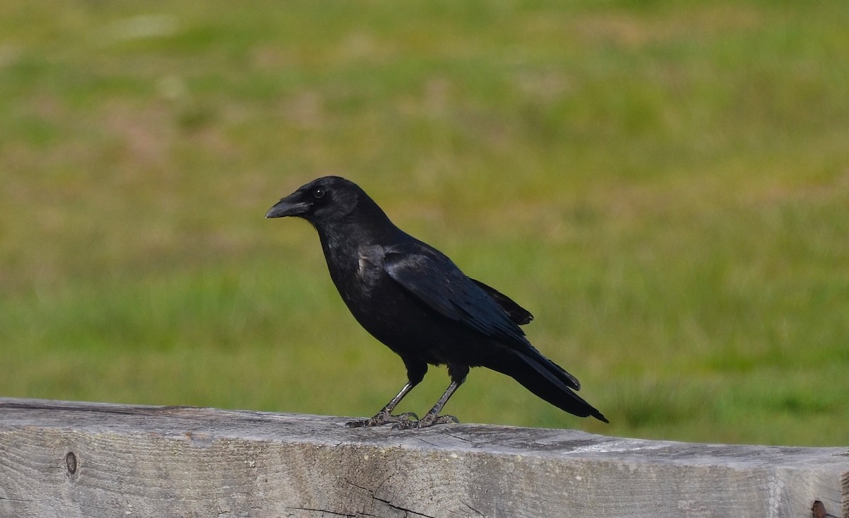 Common Raven - Ron Furnish