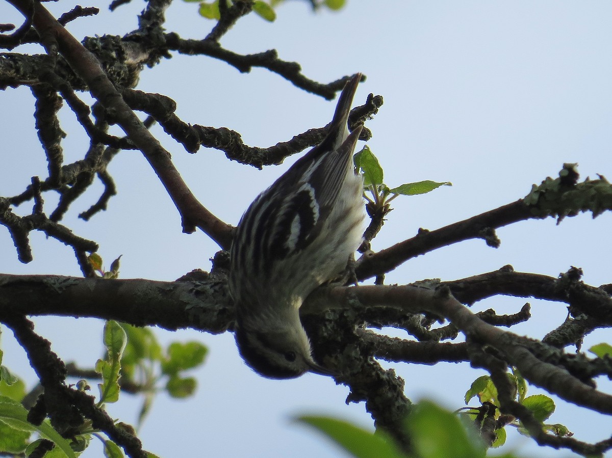 Black-and-white Warbler - ML29380001