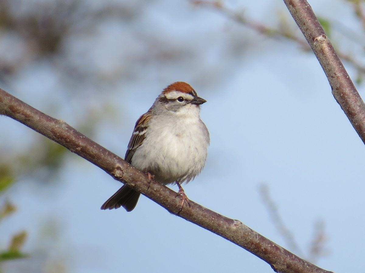 Chipping Sparrow - ML29380071