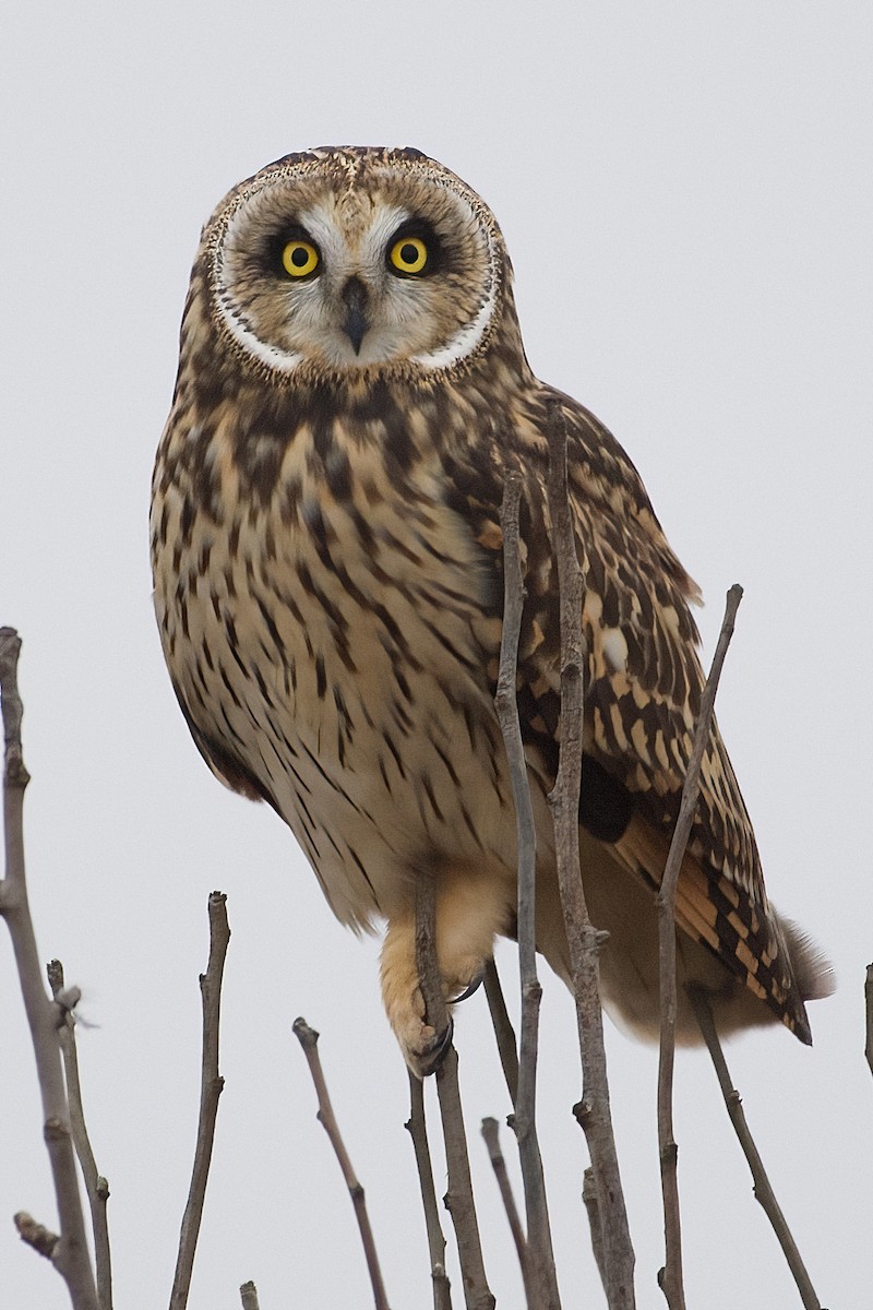 Short-eared Owl - Steve Bell