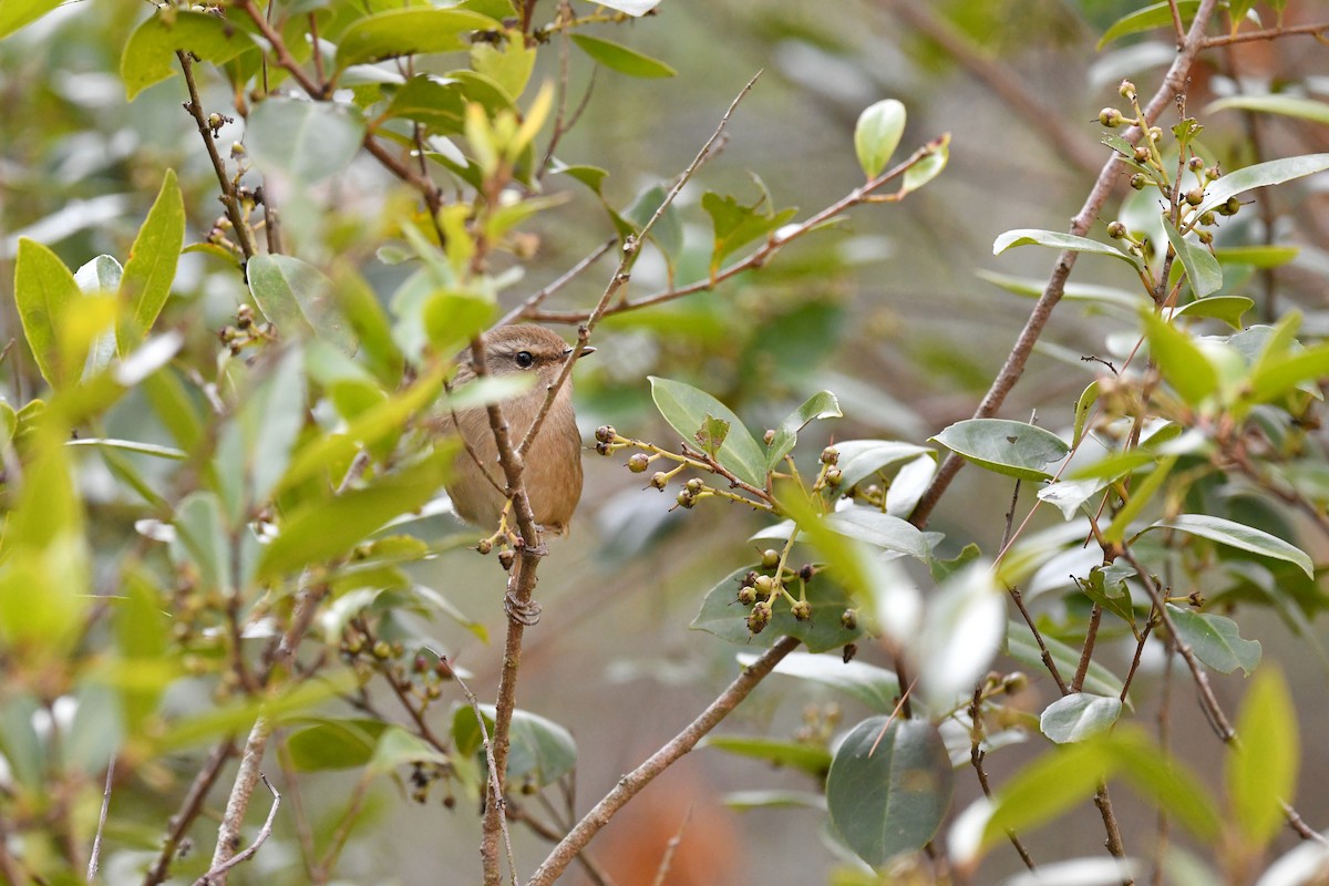 Brownish-flanked Bush Warbler - ML293809741