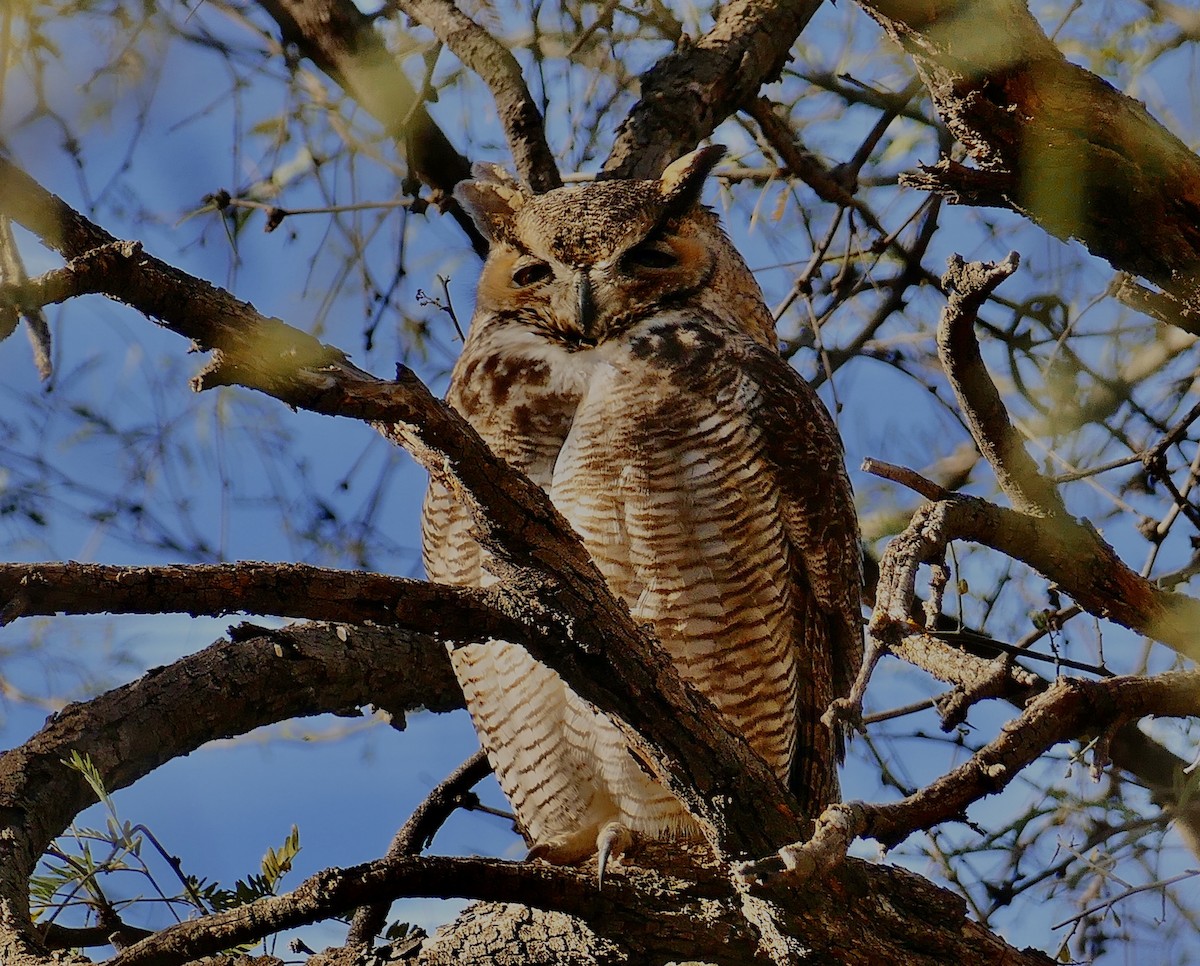 Great Horned Owl - ML293811101