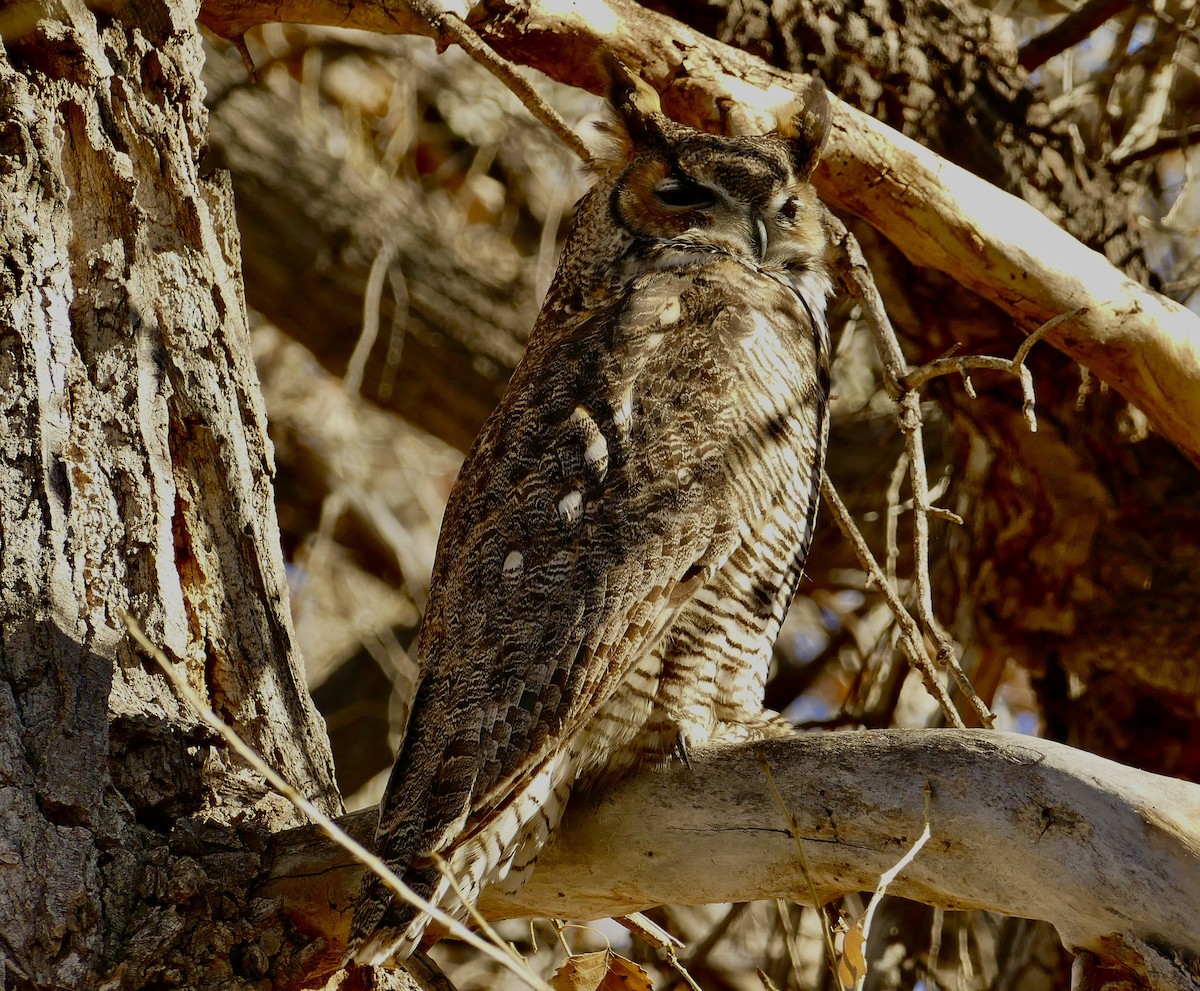 Great Horned Owl - ML293811121