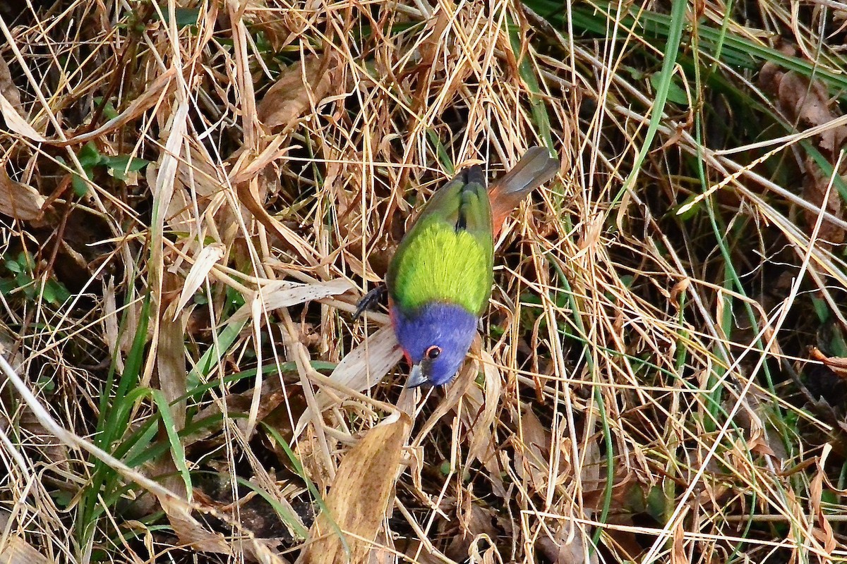 Painted Bunting - ML293812191