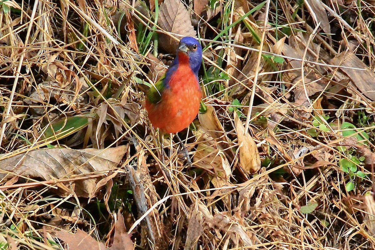Painted Bunting - ML293812201