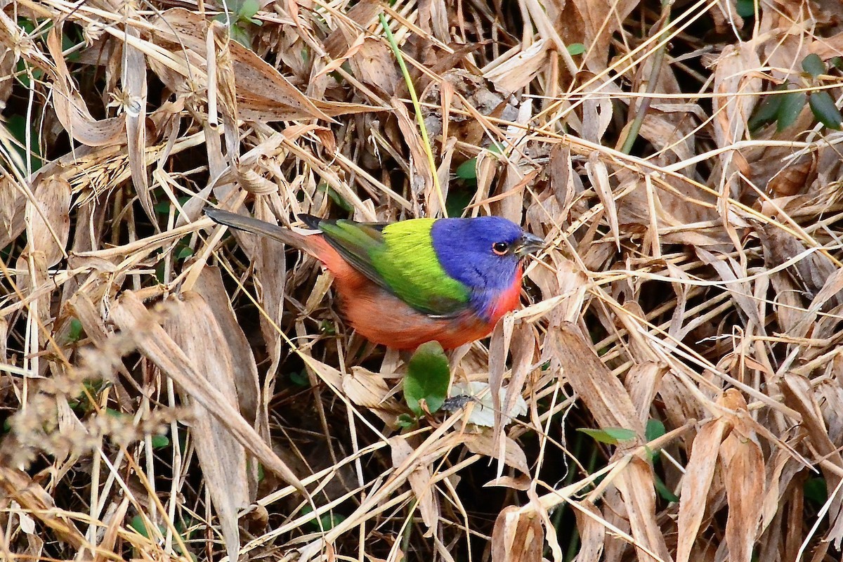 Painted Bunting - ML293812211