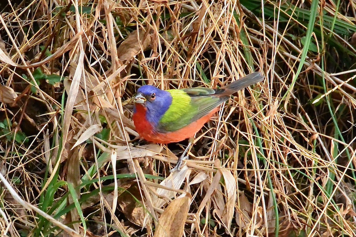 Painted Bunting - ML293812231
