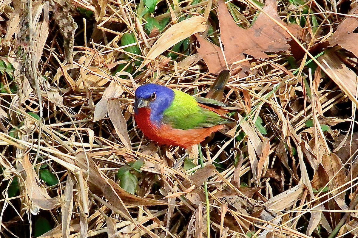 Painted Bunting - ML293812251