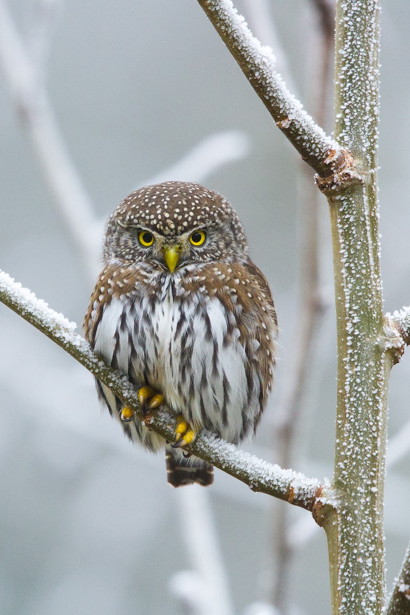 Northern Pygmy-Owl - Ilya Povalyaev