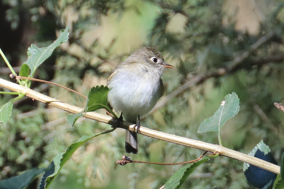 Least Flycatcher - Kathy Mihm Dunning