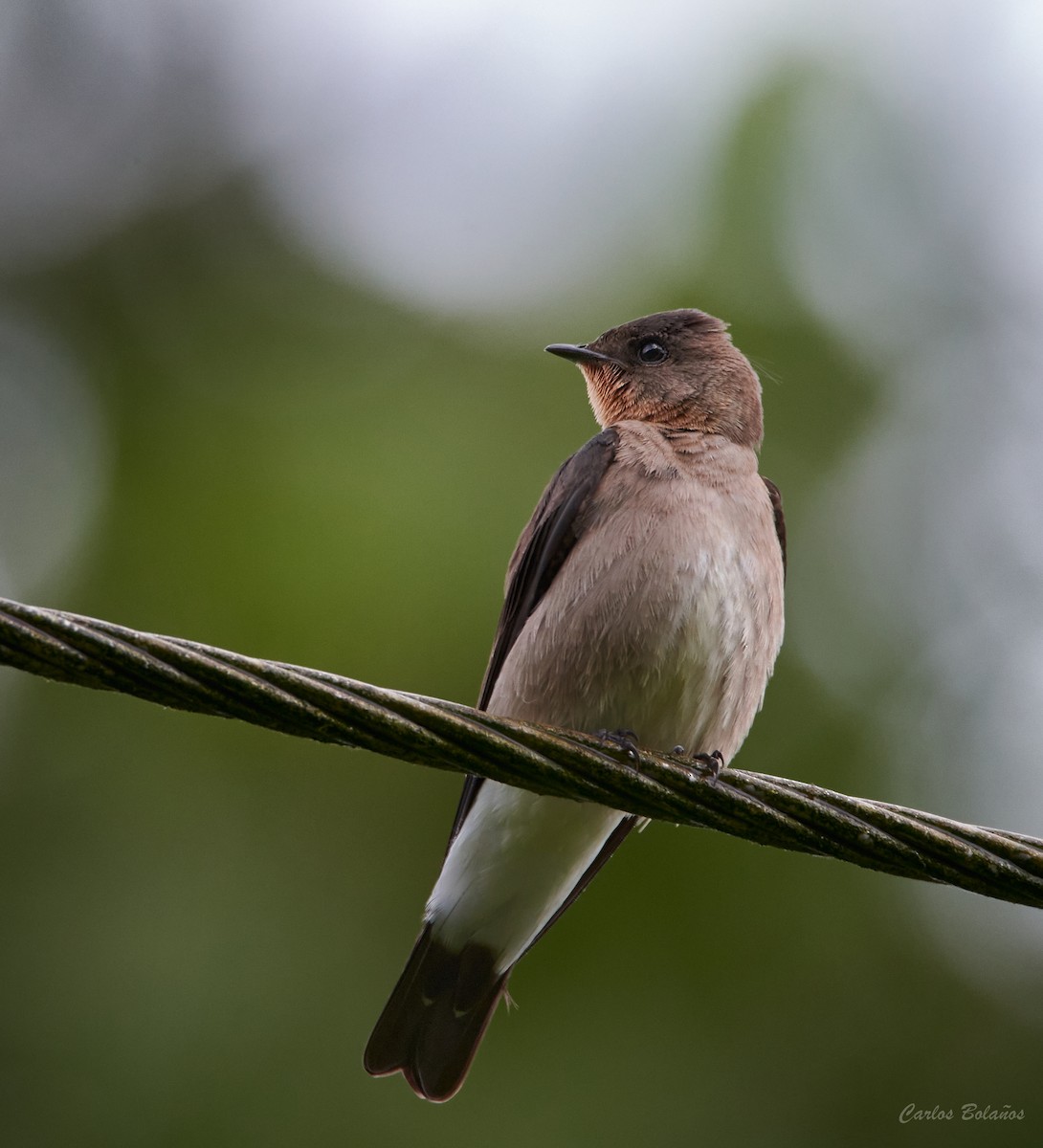 Southern Rough-winged Swallow - ML293820301