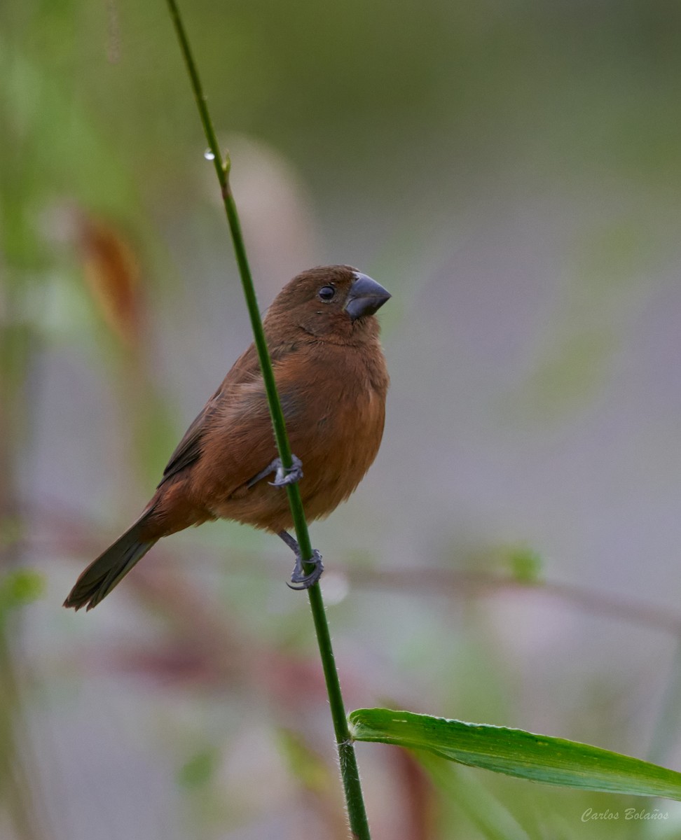 Thick-billed Seed-Finch - ML293821311