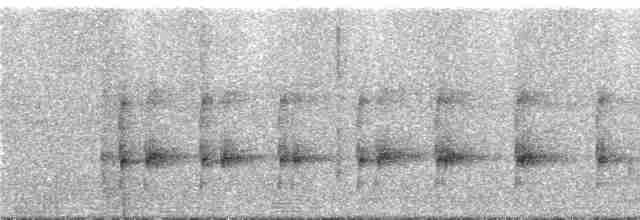 Kulaklı Küçük Tiran - ML293822