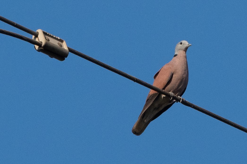 Red Collared-Dove - ML293823741