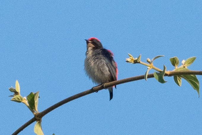 Scarlet-backed Flowerpecker - ML293823851