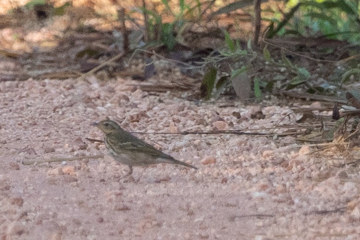Olive-backed Pipit - Gavin Ailes